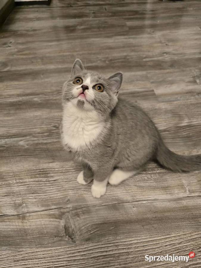 Kot Brytyjski kotka bikolor Poznań