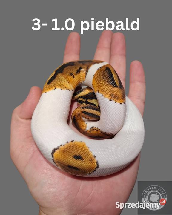 Pyton królewski Piebald Koszalin