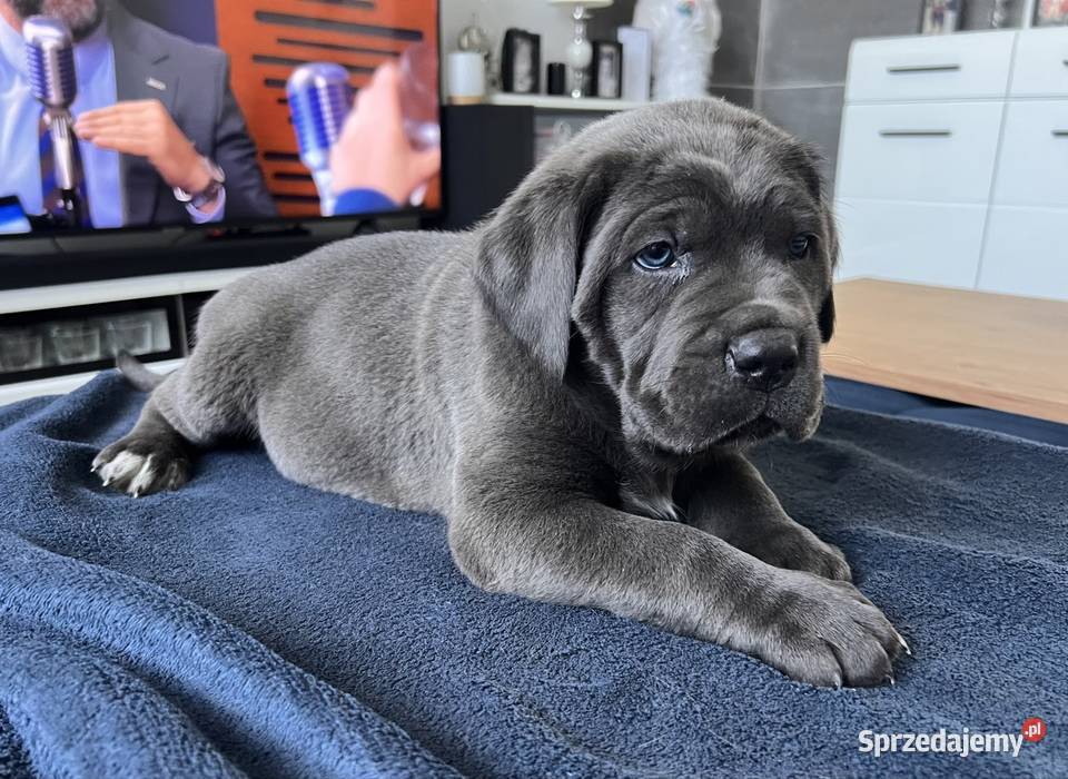 Cane Corso szczenięta ur 05022026 rodzicach z śląskie Pyrzowice
