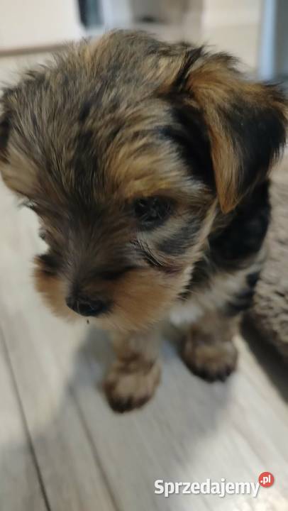 Urocze Yorkshire terrier Miniaturki Łódź