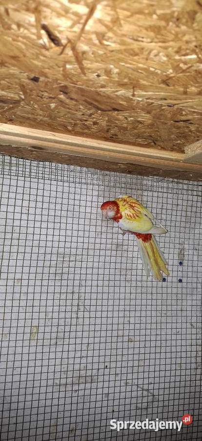 Rozella Białolica 2025 Częstochowa