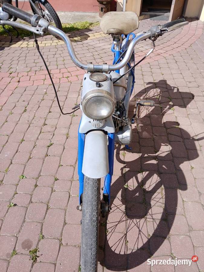 Komar sztywniak podkarpackie Przeworsk