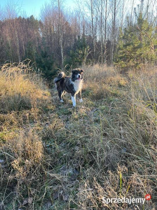 Ostatnia Japońska Akita Inu Okazja