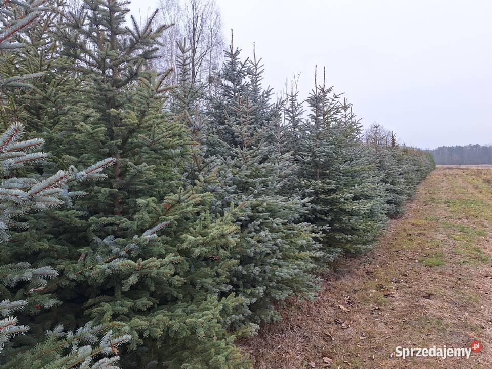Choinka LEŚNIKA Łukawska Wola