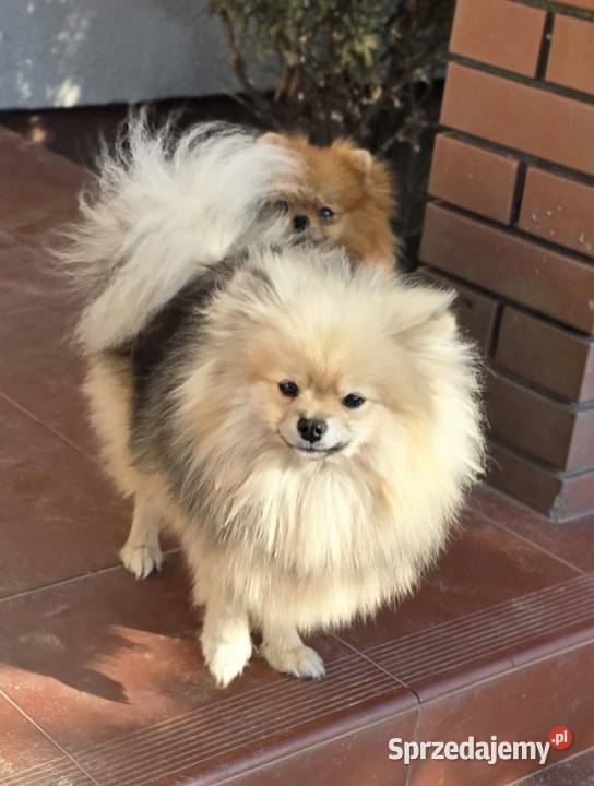 Pomeranian szpic miniaturowy zkwp FCI Piątkowisko sprzedam