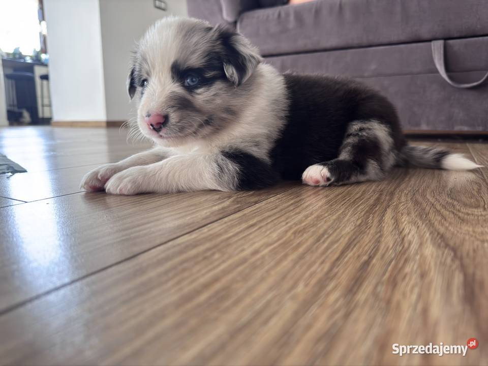 Piesek Border collie blue merle Kamień