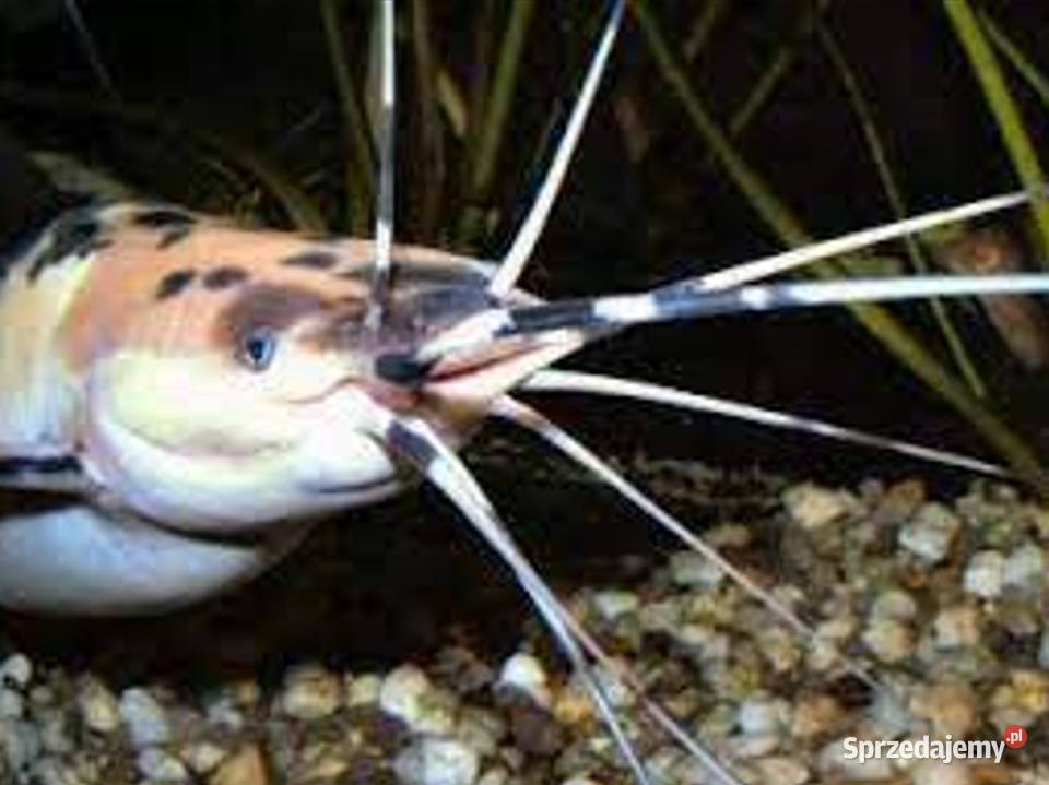 Clarias batrachus Długowąs żabi Sum batraszek