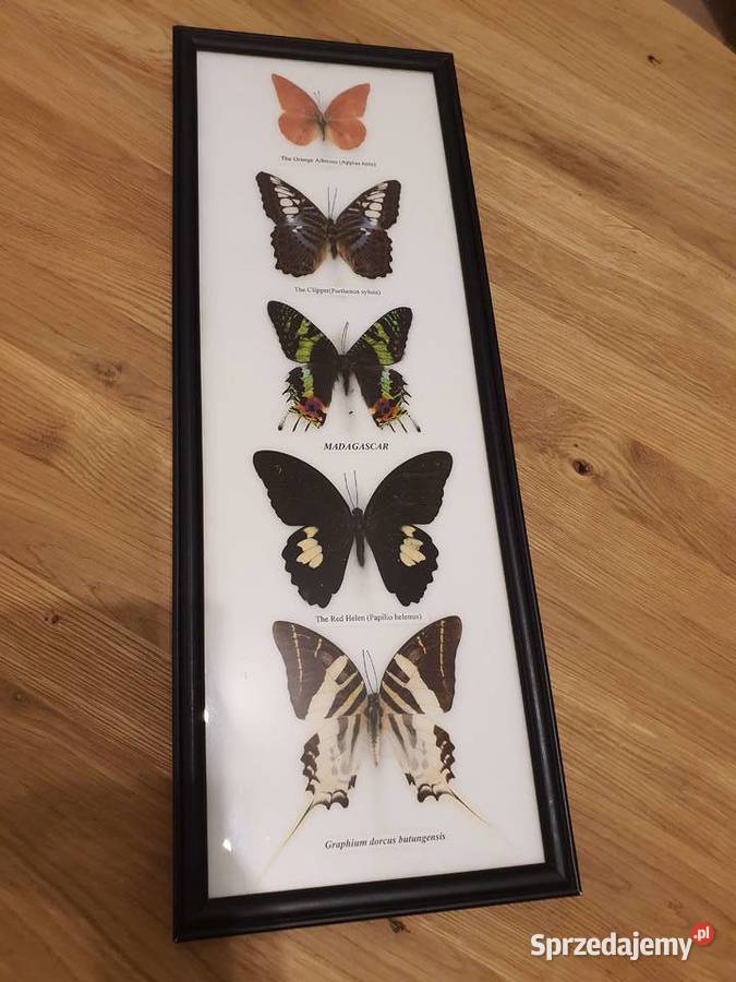 Kolekcja motyli w gablocie na sprzedaż Jelenia Góra