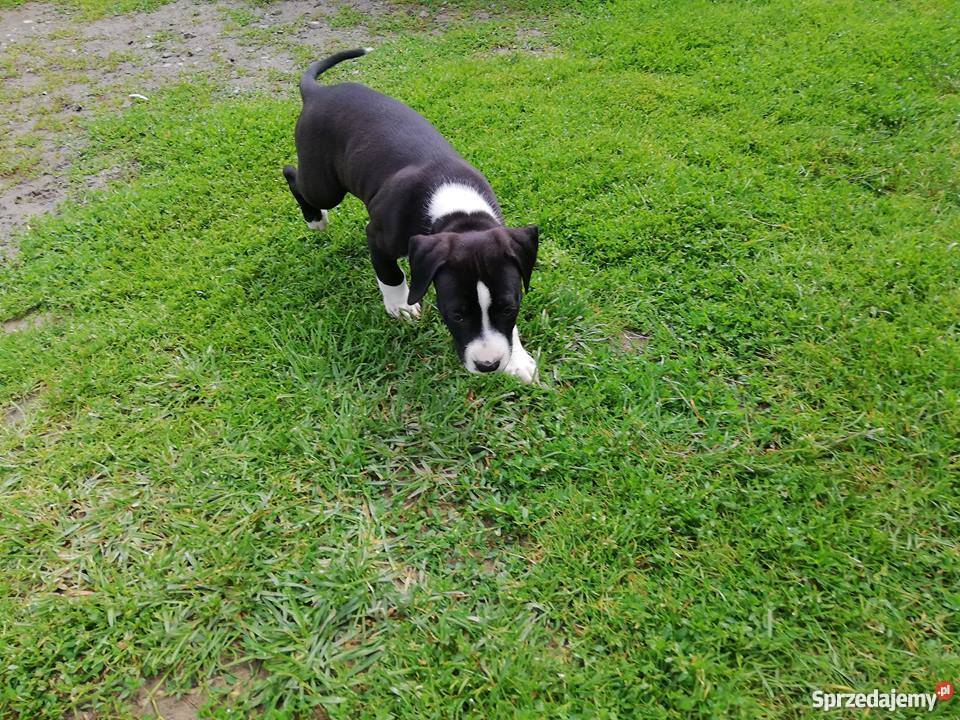 Szczeniaki Amstaff American Staffordshire Zamość sprzedam