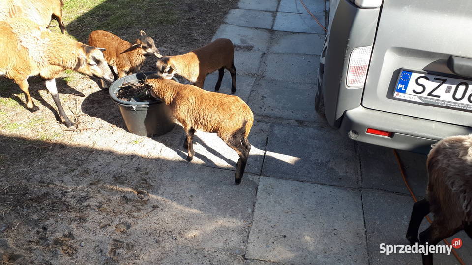 Owce kamerunskie łódzkie Magdalenka