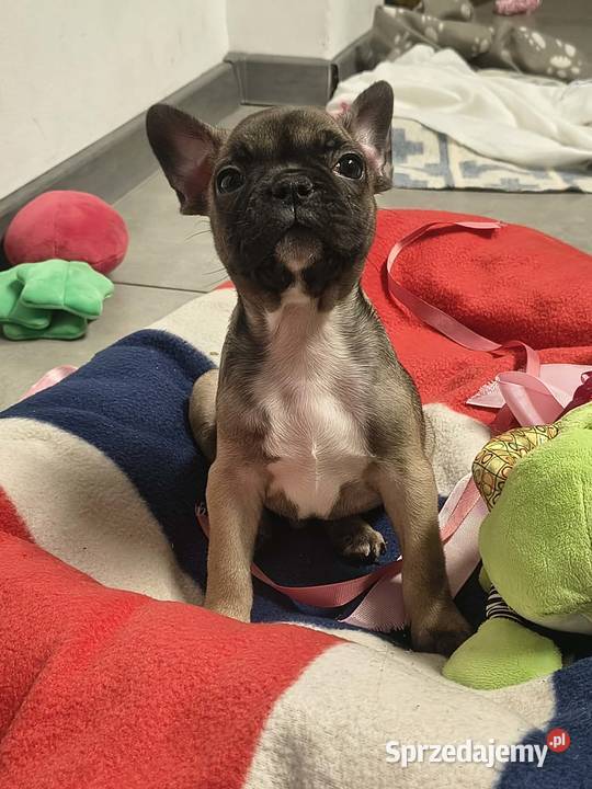 buldog francuski szczeniaki lilac i blue