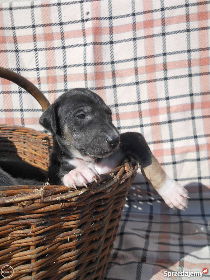 Chart polski szczenięta z rodowodem FCI wielkopolskie Wągrowiec