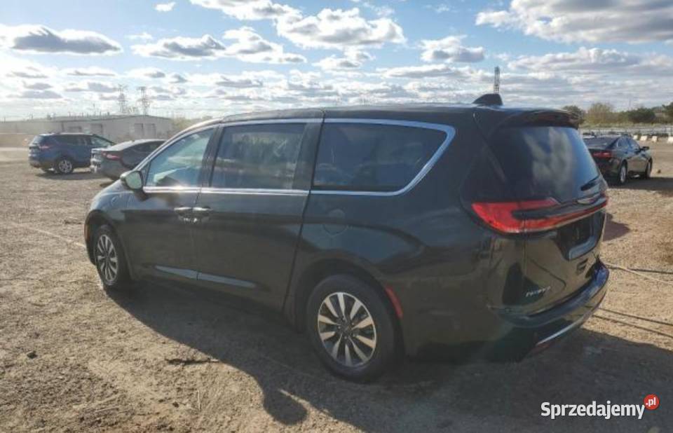 Pacifika hybryda sprzedam Poddębice