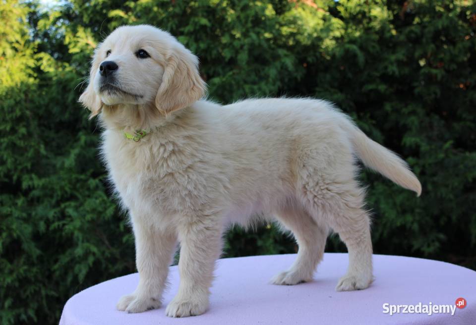 Golden Retriever szczeniaki świętokrzyskie Wilkowa