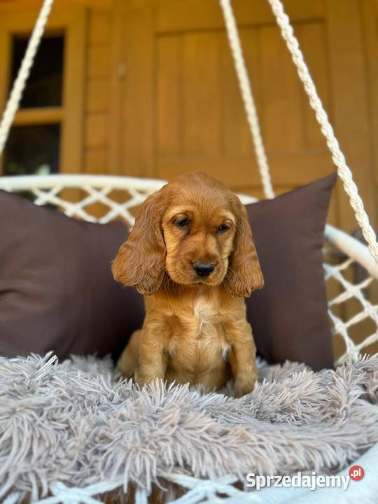 Cudowna mocno złota sunia Cocker Spaniel Warszawa