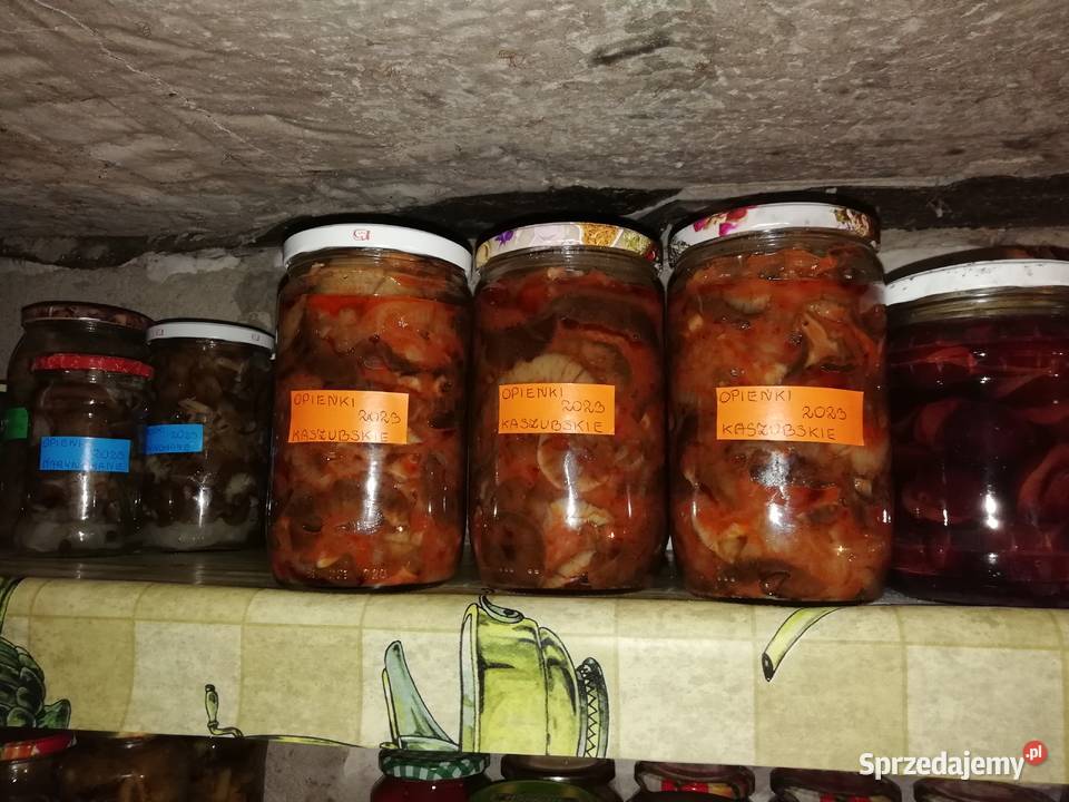 podgrzybki kozaki maślak opieńka Leśne Chałupy