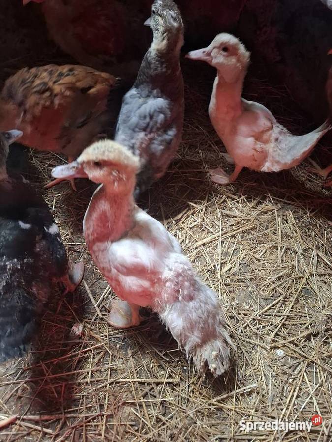 Do sprzedania młode kaczki małopolskie Łososina Dolna sprzedam