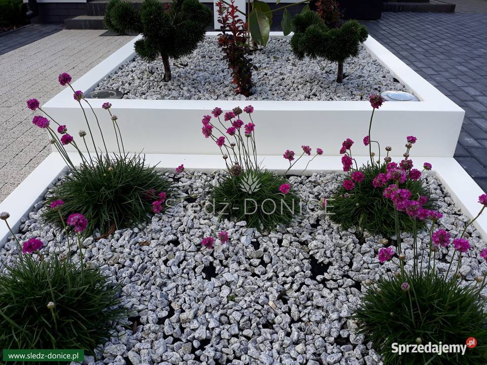 ŚledźDONICE Duże ogrodowe na Wymiar Poznań