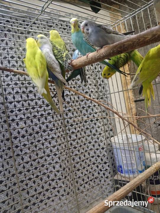 Papugi Faliste młode