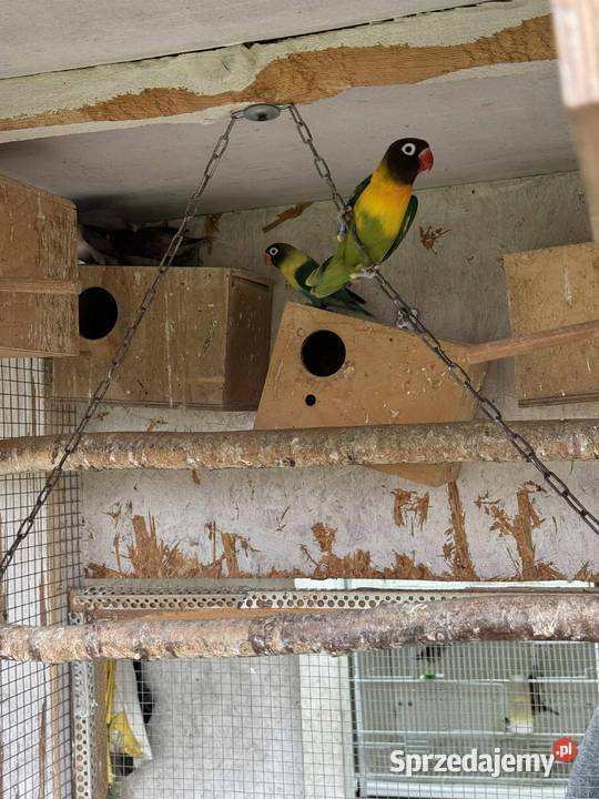 Sprzedam różne gatunki papug Rączna