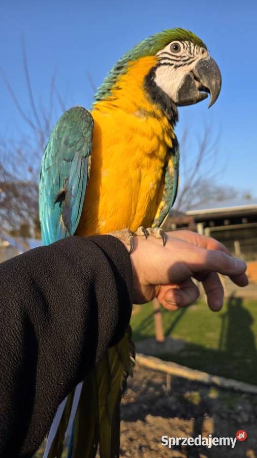 Ara Ararauna Samica ręcznie karmiona