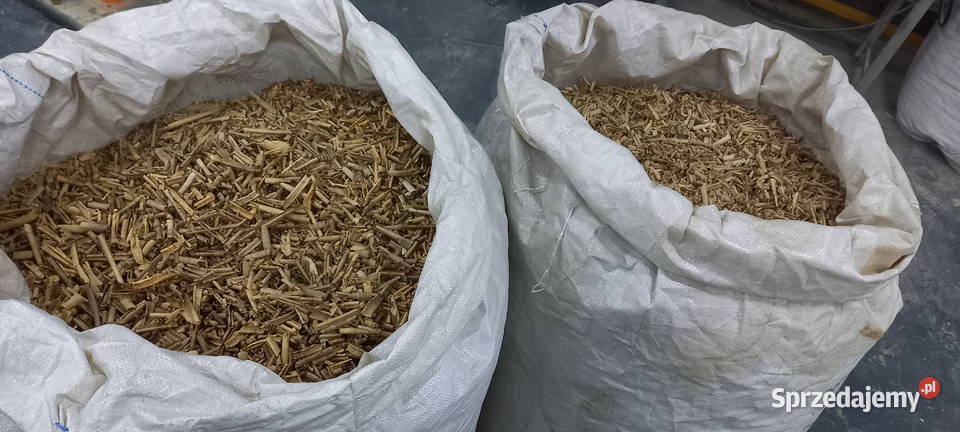 trociny orzech włoski suche Gryzonie Błotnica Strzelecka