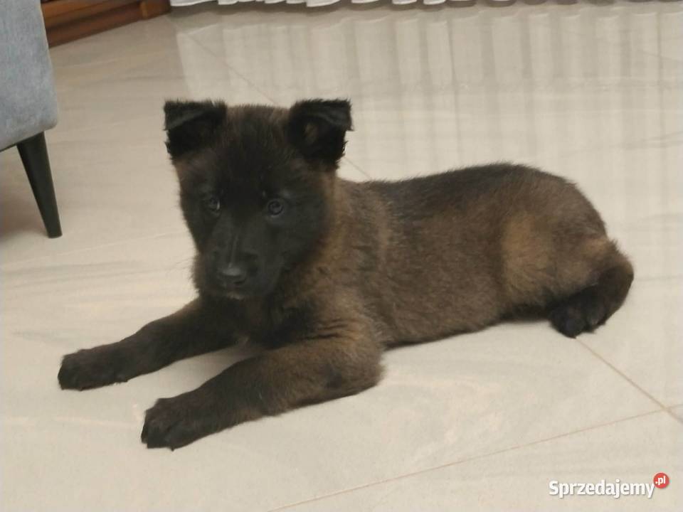 Owczarek belgijski Malinois małopolskie Borki sprzedam