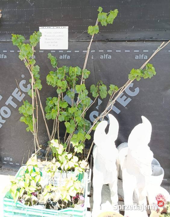 Sadzonka trzyletniej winorośli ciemnej 50150 Dwikozy