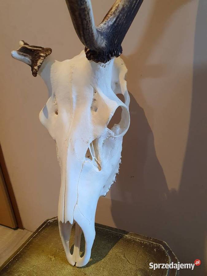 Poroże jelenia Poznań