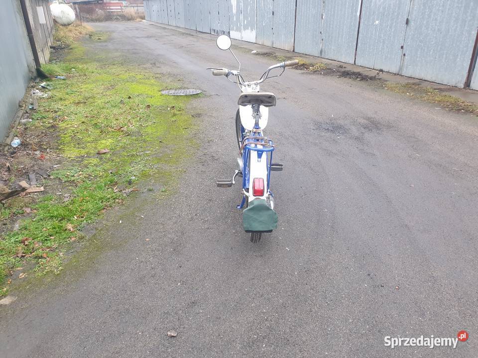 Komar sztywniak 2320 zachodniopomorskie