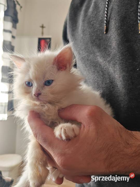 Pers Persy kot kotka Warszawa