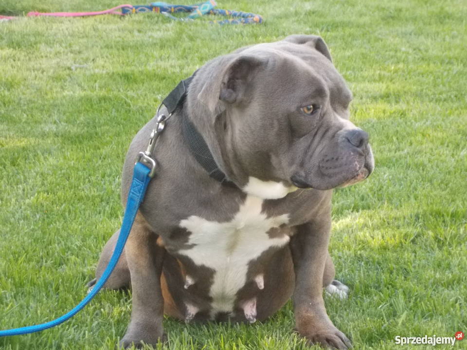 Suczka American Bully mazowieckie Płock