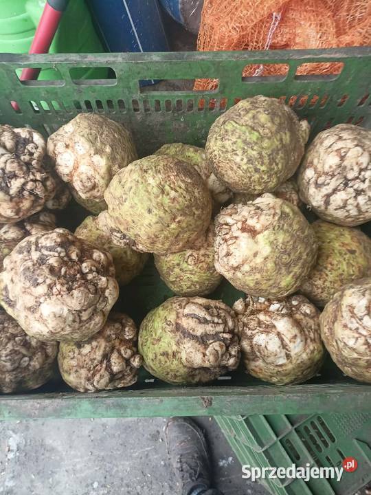 Seler brudny Pozostałe Warta