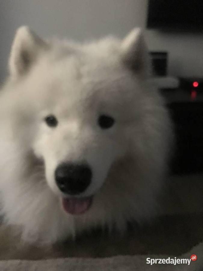 Piękny reproduktot samojed syberyjski