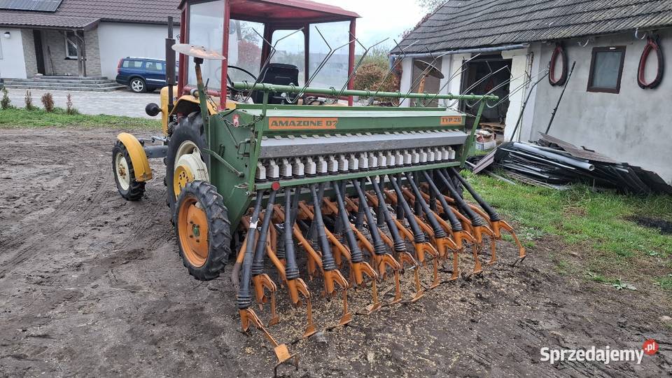 Siewnik Amazone mazowieckie Andrzejewo