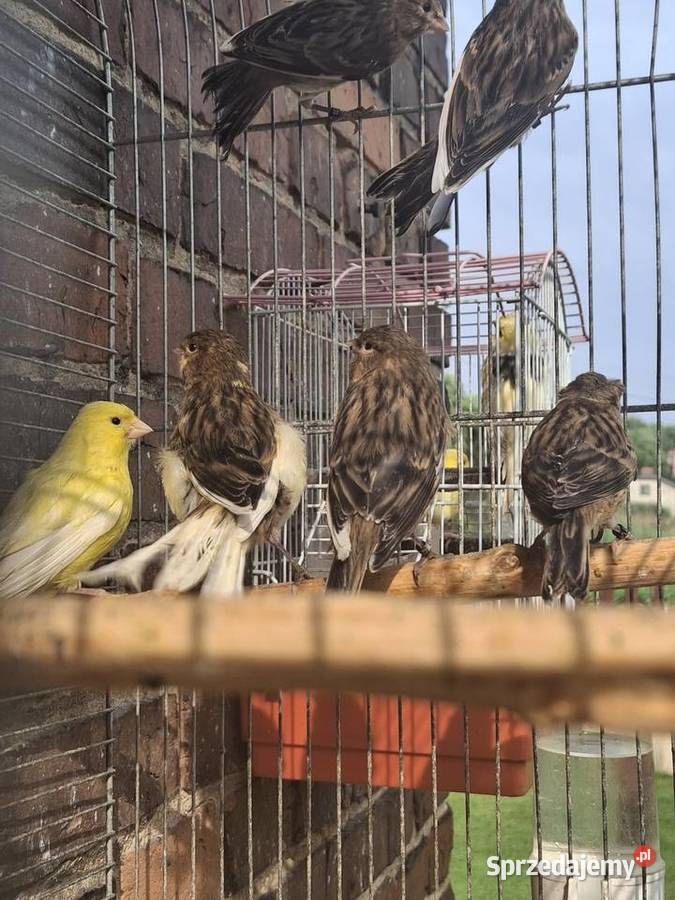 Kanarki portugalskie Rybnik