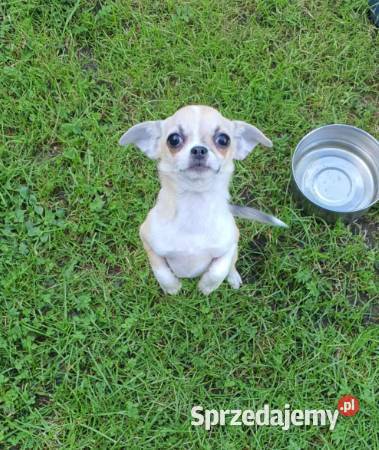 Chihuahua śliczna beżowa suczka z rodowodem Częstochowa sprzedam