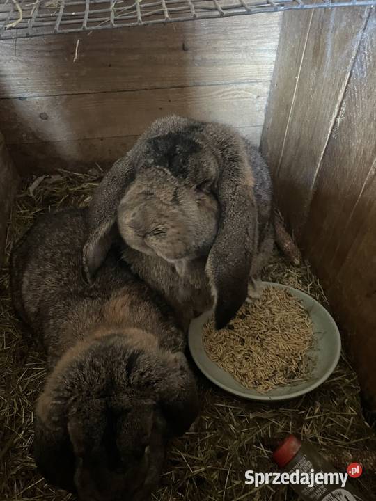 Baran francuski samiec