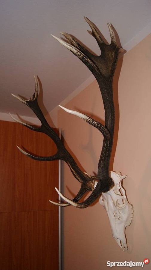 Wieniec jelenia Lublin