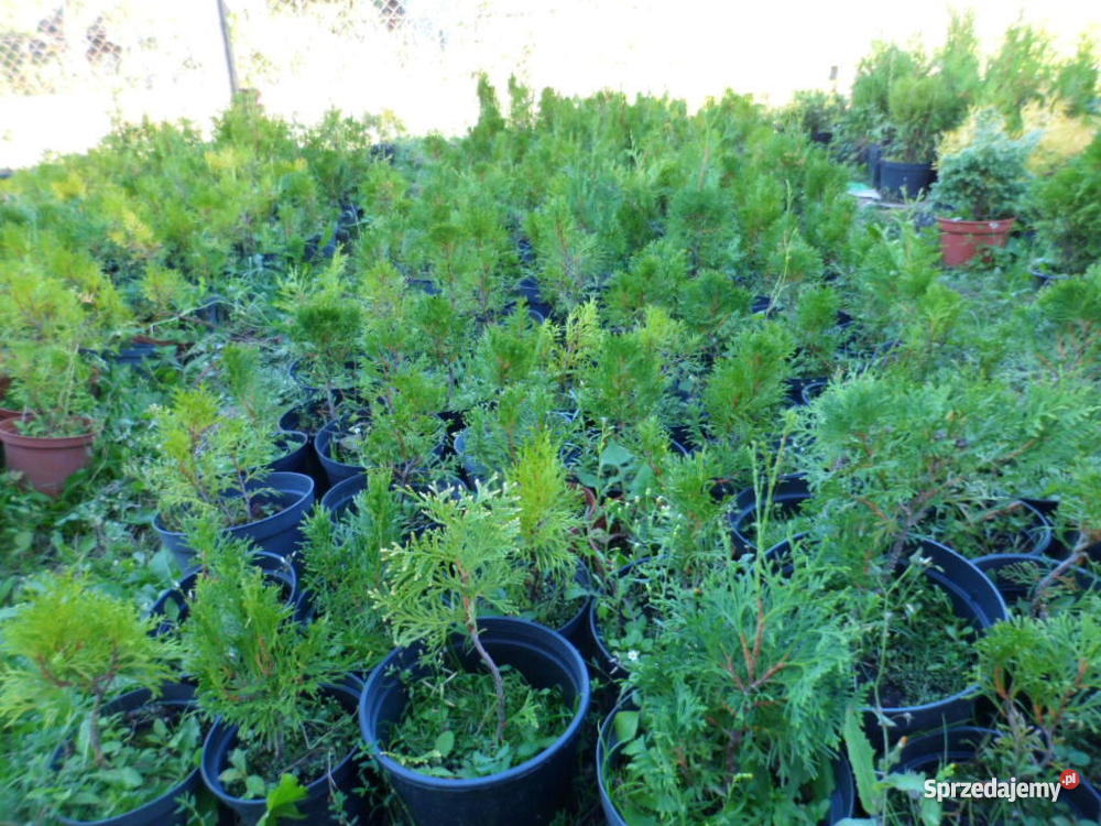 Krzewy ozdobne iglaki Mszczonów sprzedam
