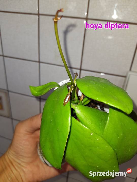 Hoya diptera Warszawa sprzedam