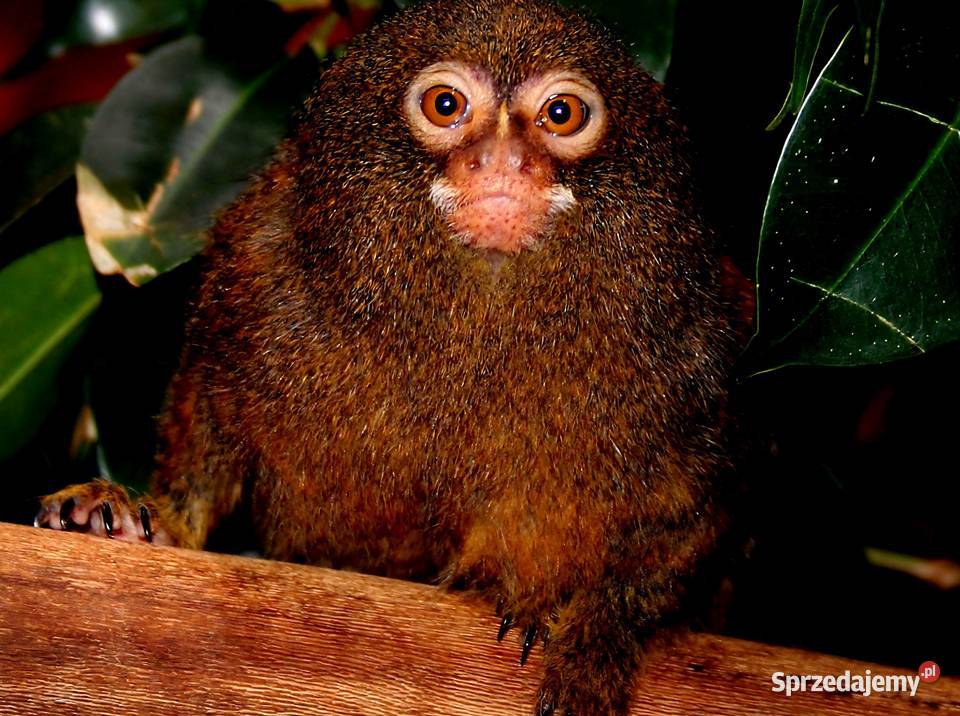 Pigmejka Karłowata Cebuella pygmaea MŁODE Katowice sprzedam