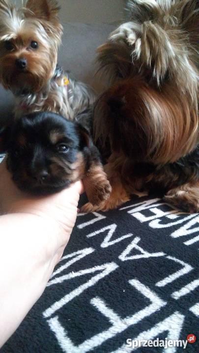 Australian Silky terier Psy zachodniopomorskie Stargard