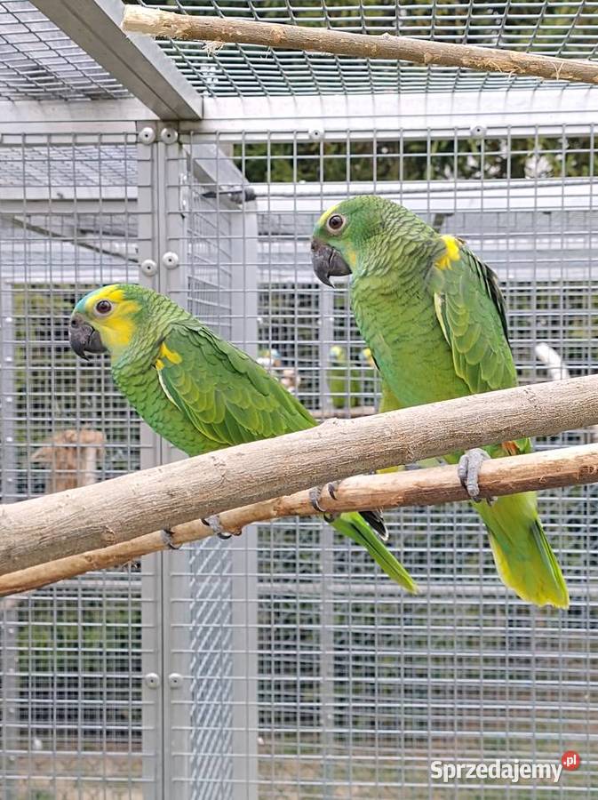 Sprzedam Amazonki Niebieskoczelne Skałka