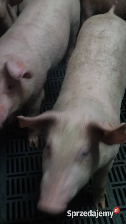 Prosięta odsadzone 20 Działdowo