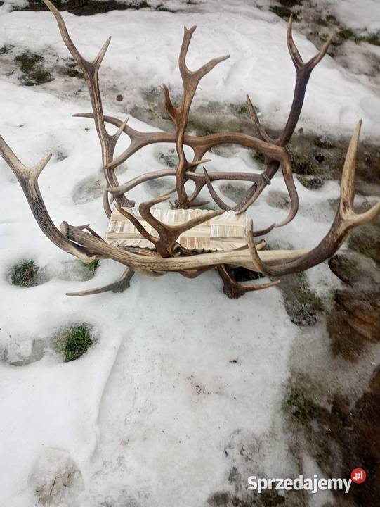 Poroże jelenia Łask