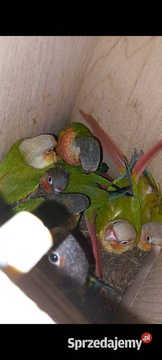 Papugi Rudosterki Modrolotki Ryżowce i inne 2524 opolskie