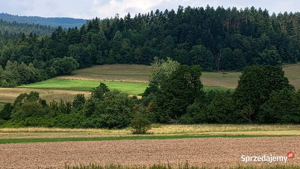 Działka Daliowa gm Jaśliska podkarpackie
