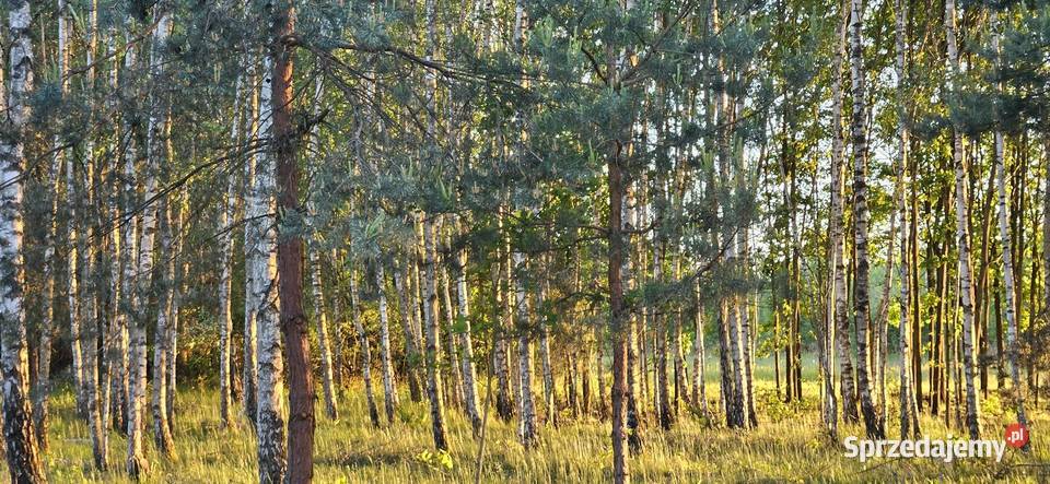 Działka bud 2900 M2 Łukawska Wola WZ ZADRZEWIONA 50zł/m2 mazowieckie