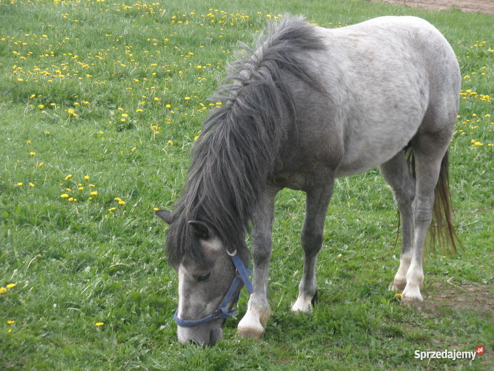 konia małego kuc Gdańsk